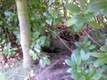 Versteckt hinter einem Baum